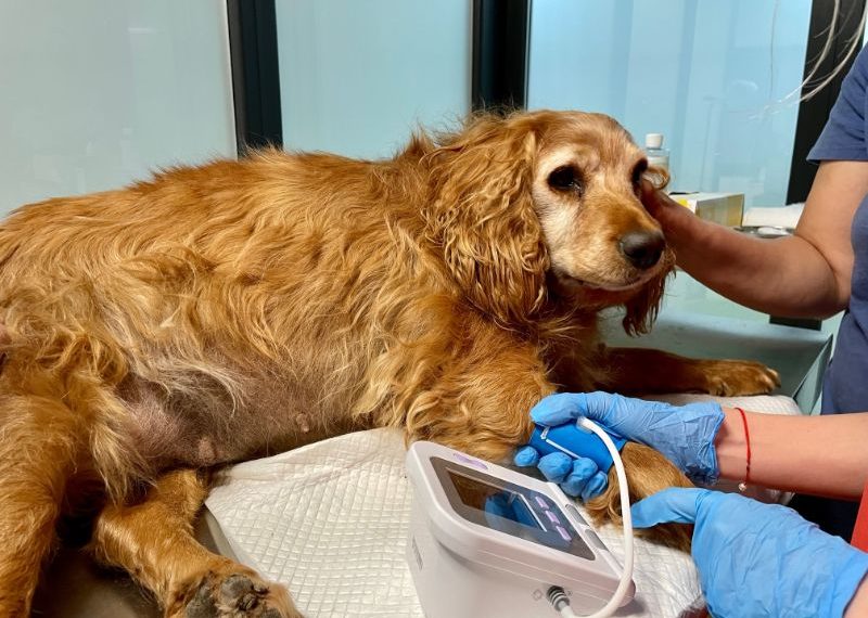 cover kola kariola haute culture