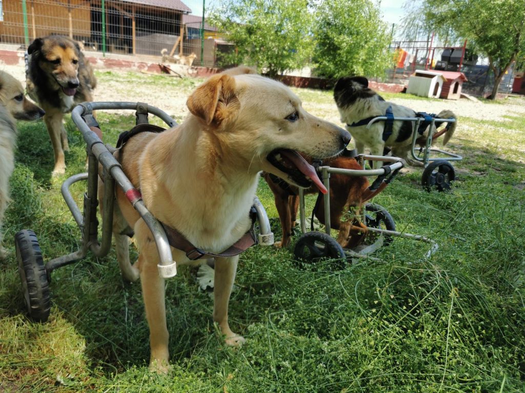 Marius Chircă, fondator Kola Kariola: „Nu voi renunța atât timp cât munca mea contează și este corectă!” 6 kola kariola catei