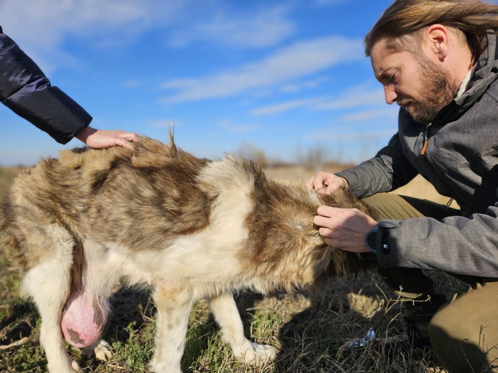 Sache, povestea cățelului care a numit o fundație și spitalul social dedicat animalelor și oamenilor 7 Sache, povestea cățelului care a numit o fundație și spitalul social dedicat animalelor și oamenilor
