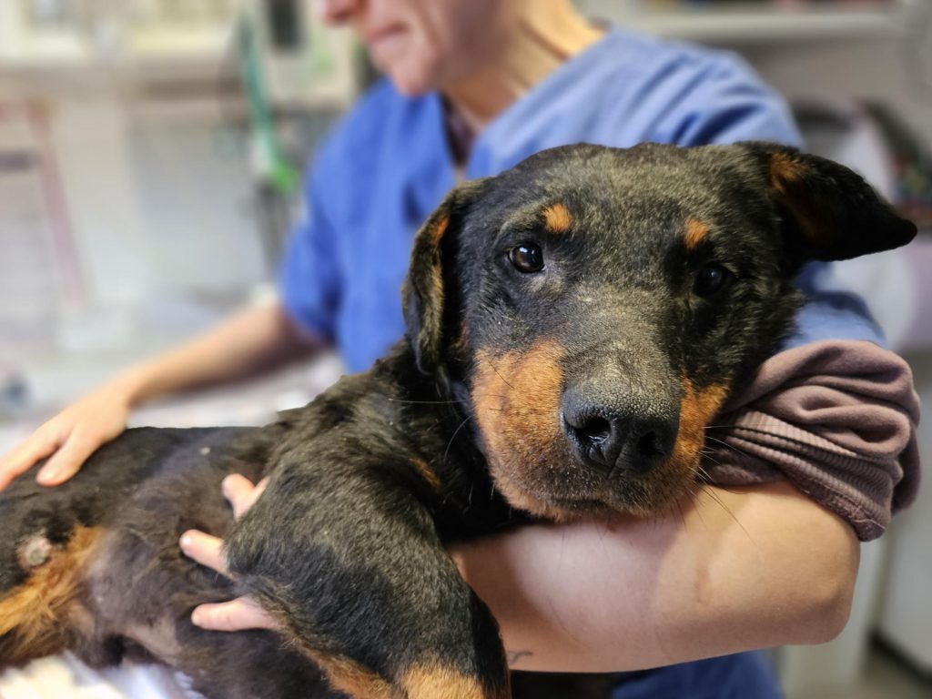 Sache, povestea cățelului care a numit o fundație și spitalul social dedicat animalelor și oamenilor 6 Sache, povestea cățelului care a numit o fundație și spitalul social dedicat animalelor și oamenilor